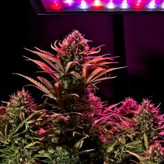 Cannabis Industry Image